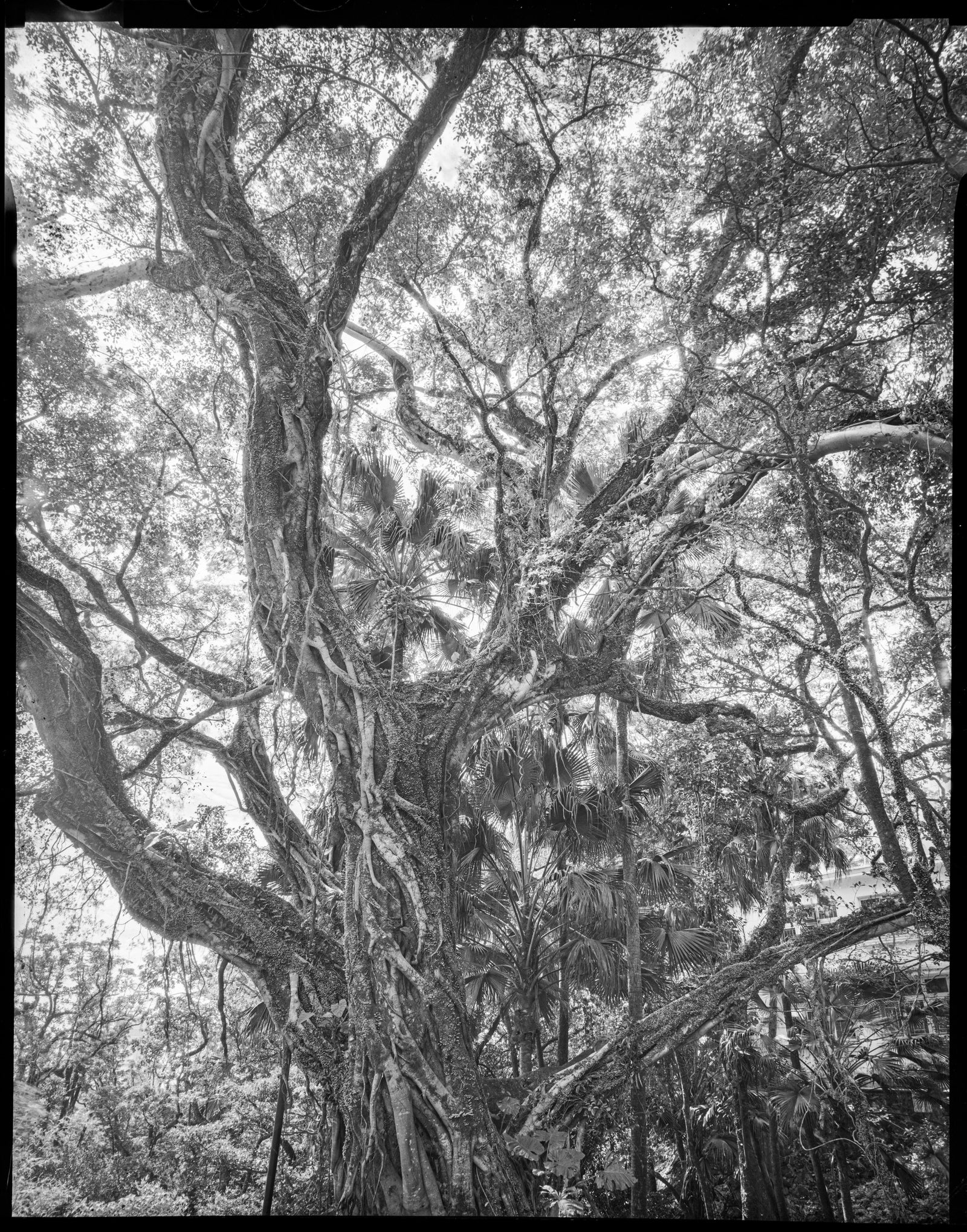 Chinese Banyan - Mount Austin - Special Collection