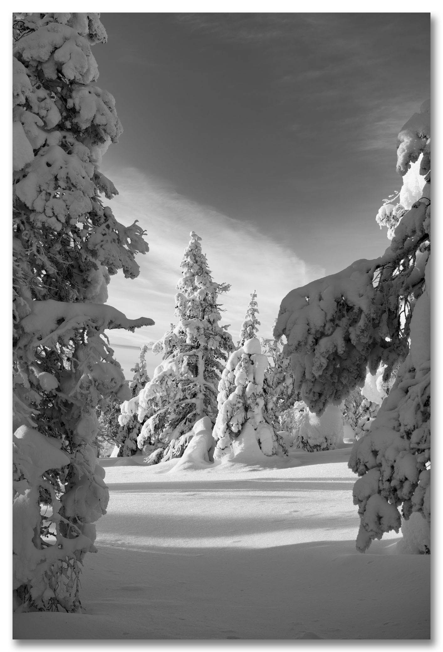 The Frozen Forest - Arctic Circle, Finland