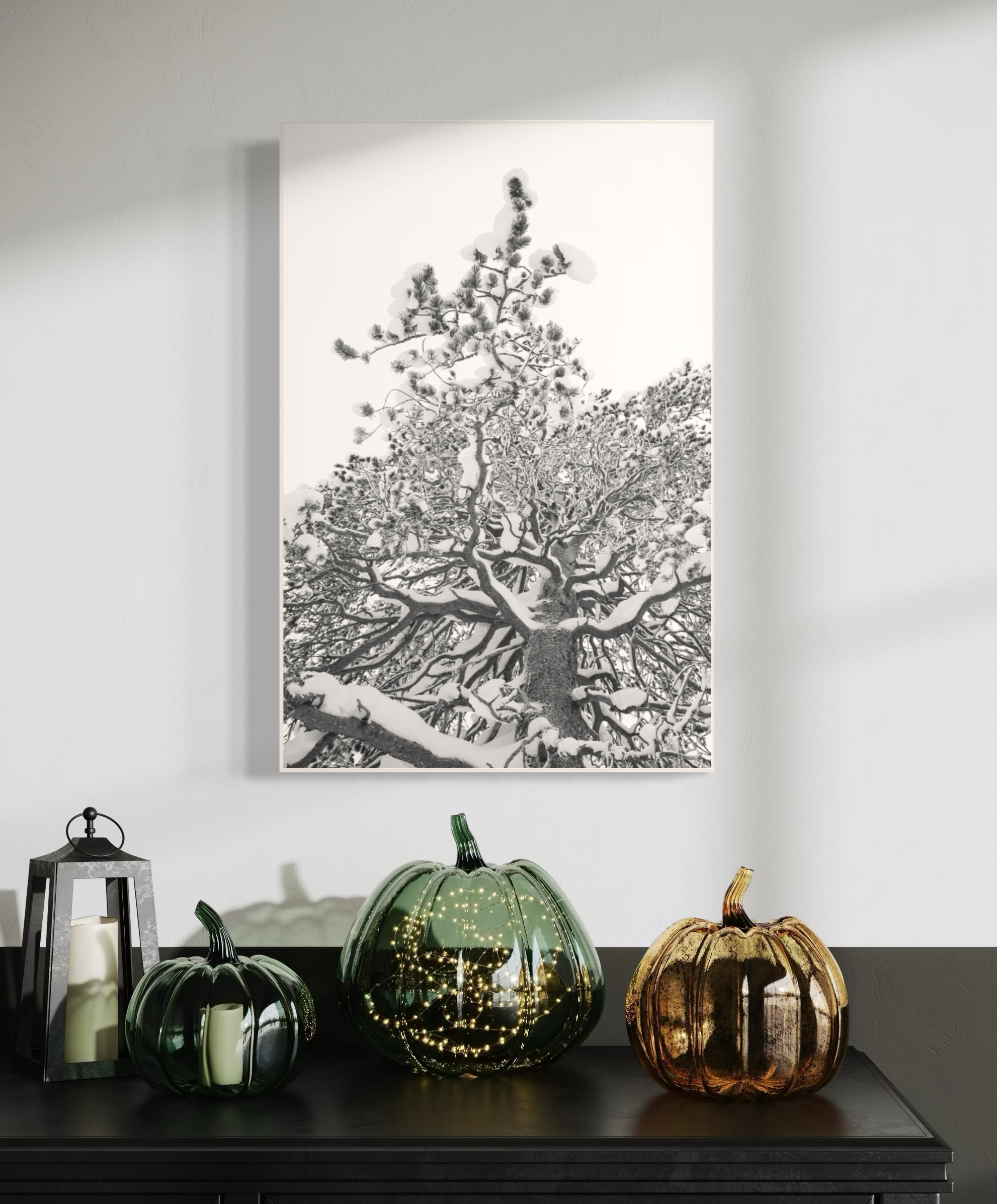 Pine - Pallas-Yllästunturi National Park - Finland