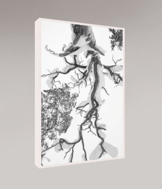 Kelo tree - Pekanjänkkä, Finland for Christmas