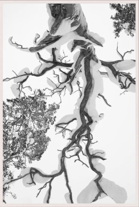 Kelo tree - Pekanjänkkä, Finland for Christmas