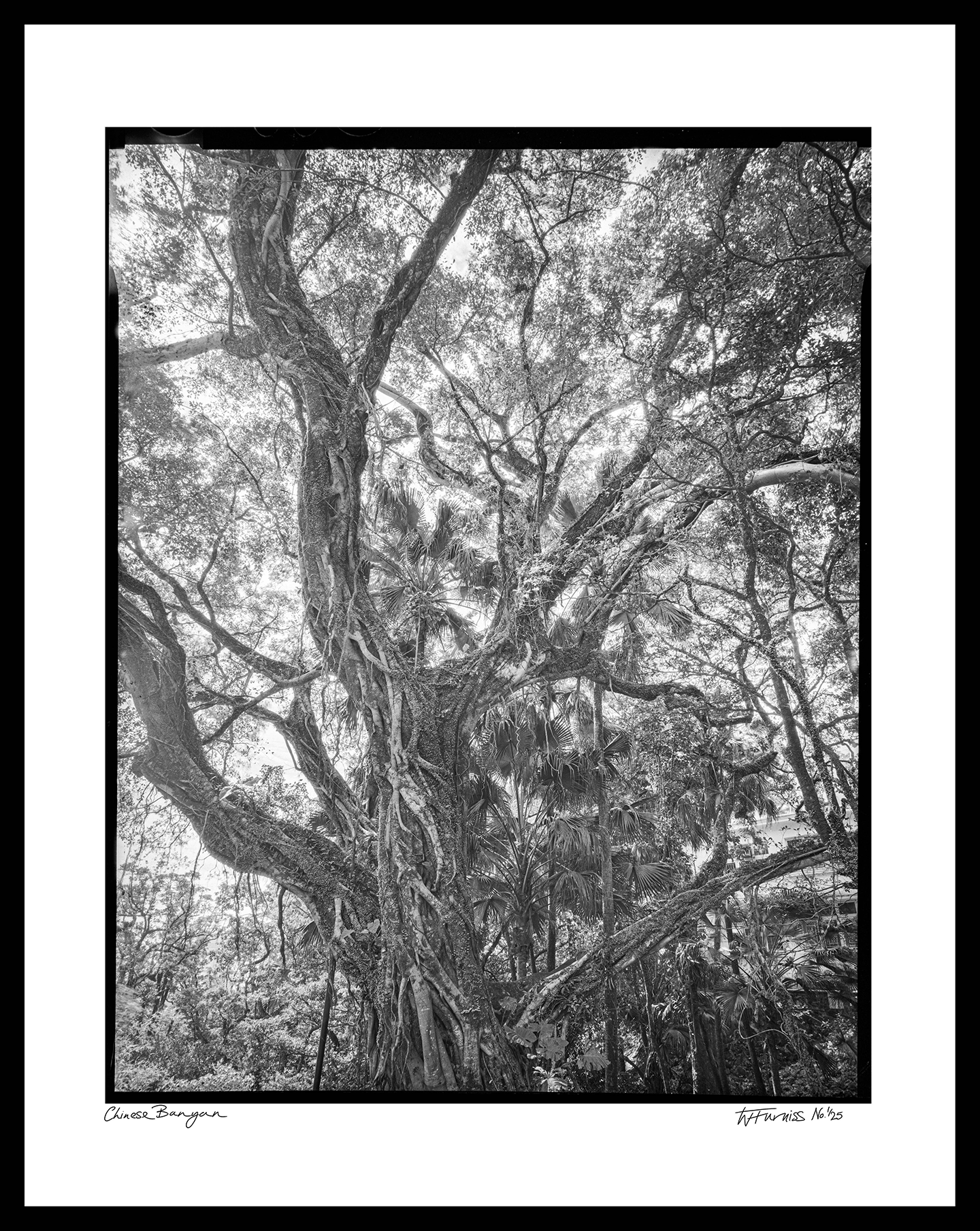 Chinese Banyan - Mount Austin - Special Collection