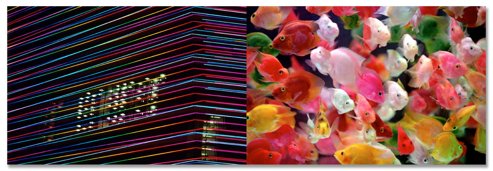 New World. Goldfish. Diptych